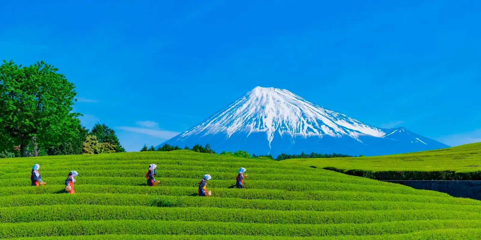 Viajes grupales a Shizuoka